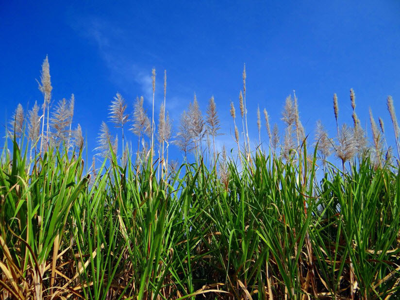 SugarCane into Hydrogen Main